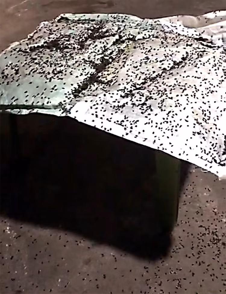 Người dân đánh bẫy ruồi.