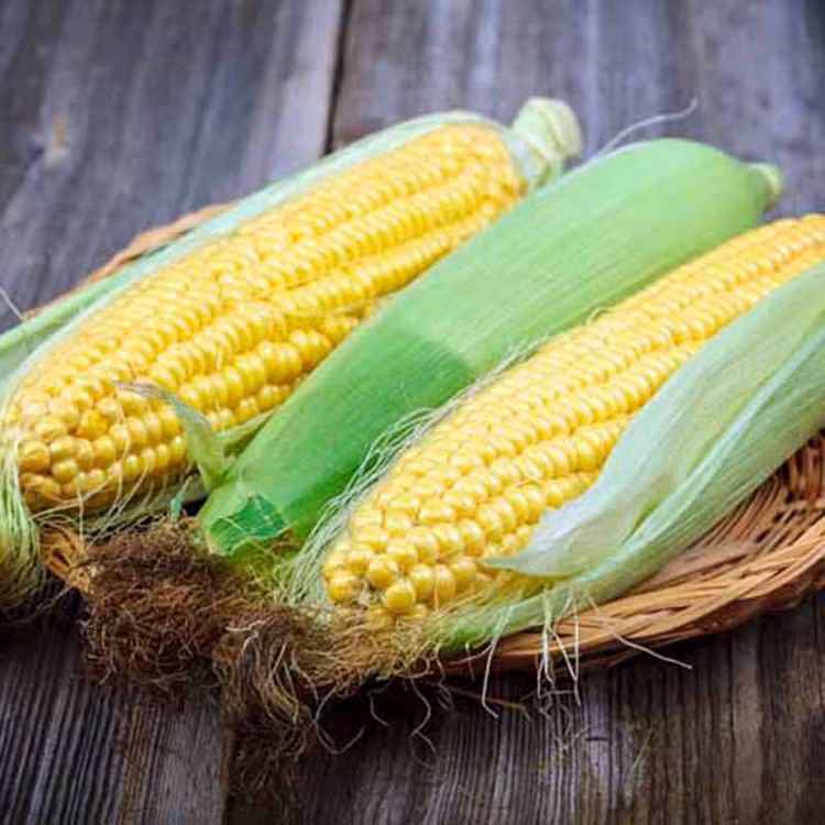 Ngô ngọt. Ảnh minh họa Ngô ngọt. Ảnh minh họa