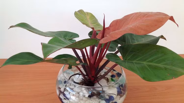 Top 3 loài cây hút lộc trồng đón Tết, tiền tự nhiên theo về - Hình 8 Top 3 loai cay hut loc trong don Tet, tien tu nhien theo ve-Hinh-8