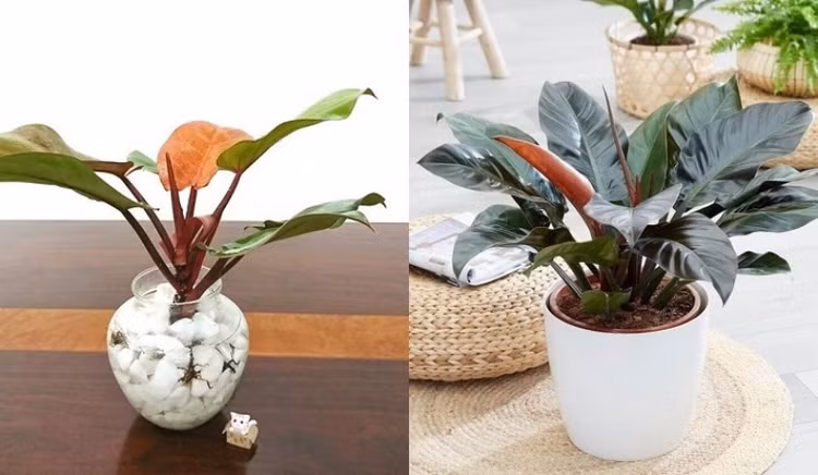Top 3 loài cây hút lộc trồng đón Tết, tiền tự nhiên theo về - Hình 7 Top 3 loai cay hut loc trong don Tet, tien tu nhien theo ve-Hinh-7