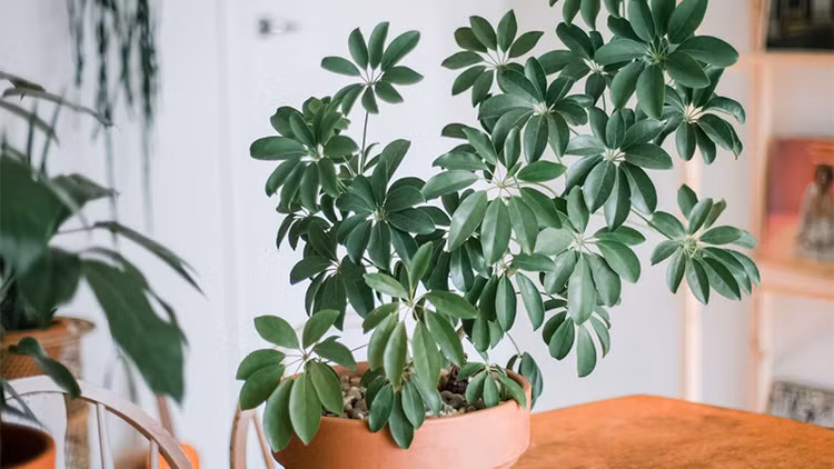 Top 3 loài cây hút lộc trồng đón Tết, tiền tự nhiên theo về - Hình 14 Top 3 loai cay hut loc trong don Tet, tien tu nhien theo ve-Hinh-14