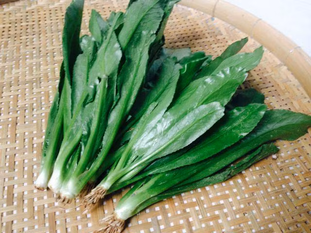 Cây mùi tàu Cây mùi tàu
