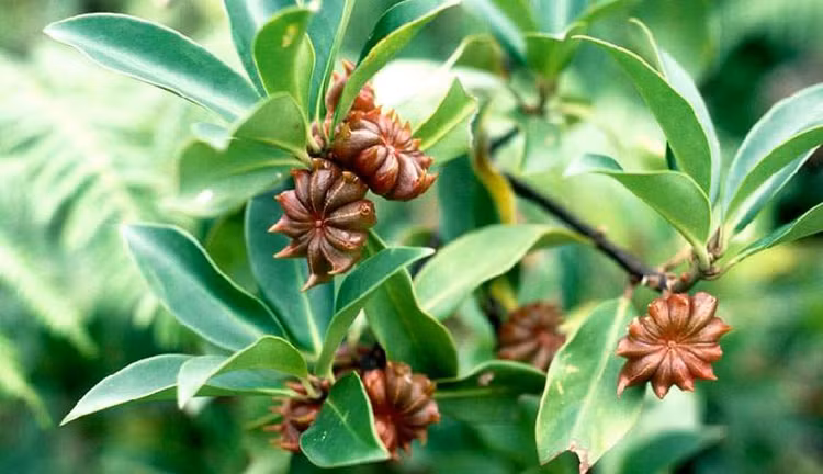 Công dụng của hoa hồi không chỉ tăng hương vị cho những món ăn ngon mà còn mang lại nhiều lợi ích cho sức khỏe. Ảnh minh họa