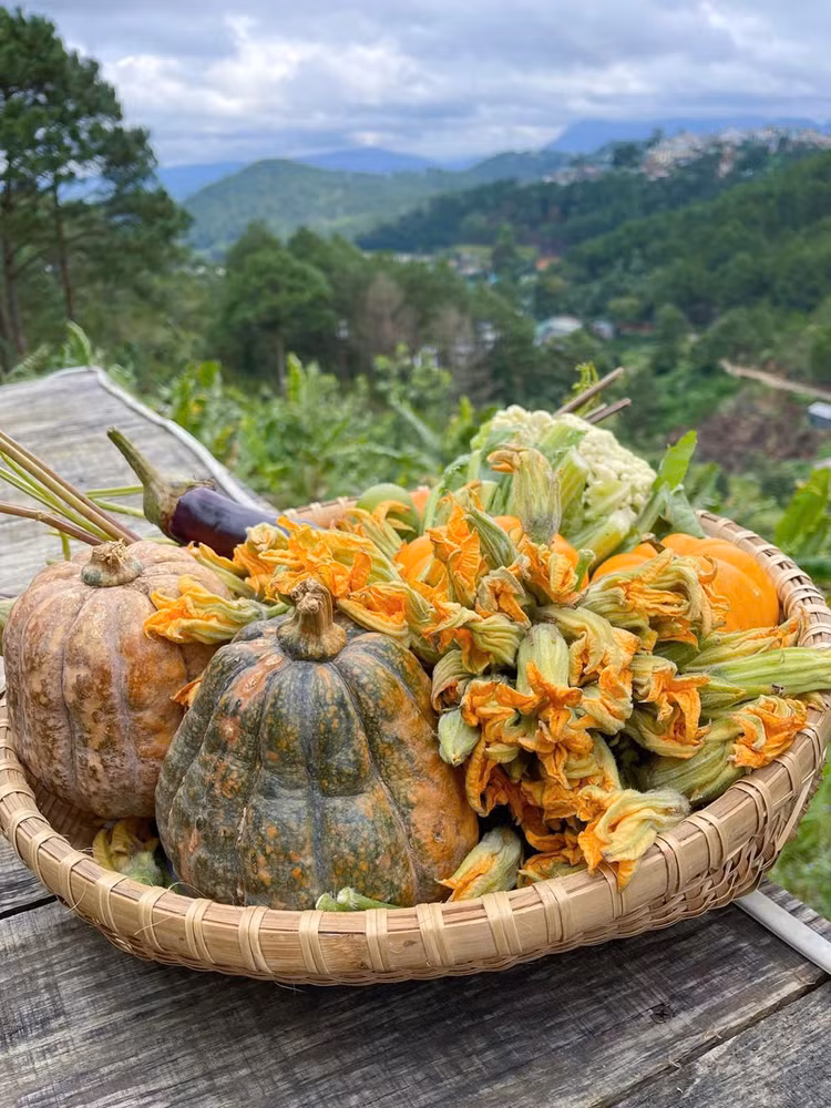 Không chỉ là một loại rau, ăn hoa bí còn mang lại nhiều lợi ích cho sức khỏe. Nó có nhiều dưỡng chất có lợi, giàu khoáng chất, vitamin… Ảnh: Ngọc Nga