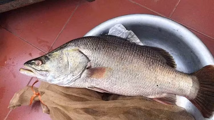 Mặc dù cá hồi vẫn được xem là "vua" của omega-3, nhưng cá vược cũng không hề kém cạnh. Một số chuyên gia thậm chí còn cho rằng cá vược là lựa chọn tốt hơn cá hồi vì nó chứa lượng chất béo vừa phải và không gây cảm giác ngấy. Ảnh minh họa Mặc dù cá hồi vẫn được xem là "vua" của omega-3, nhưng cá vược cũng không hề kém cạnh. Một số chuyên gia thậm chí còn cho rằng cá vược là lựa chọn tốt hơn cá hồi vì nó chứa lượng chất béo vừa phải và không gây cảm giác ngấy. Ảnh minh họa