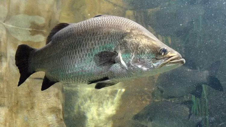 Cá vược hay còn gọi là cá chẽm, thuộc họ Latidae có tên khoa học là Lates calcarifer. Loại cá này là nguyên liệu được sử dụng rộng rãi trong việc chế biến các món ăn và khá đa năng, có thể dễ dàng thay thế bất kỳ loại cá rô hoặc cá hồng nào khác trong các công thức nấu ăn. Ảnh minh họa Cá vược hay còn gọi là cá chẽm, thuộc họ Latidae có tên khoa học là Lates calcarifer. Loại cá này là nguyên liệu được sử dụng rộng rãi trong việc chế biến các món ăn và khá đa năng, có thể dễ dàng thay thế bất kỳ loại cá rô hoặc cá hồng nào khác trong các công thức nấu ăn. Ảnh minh họa