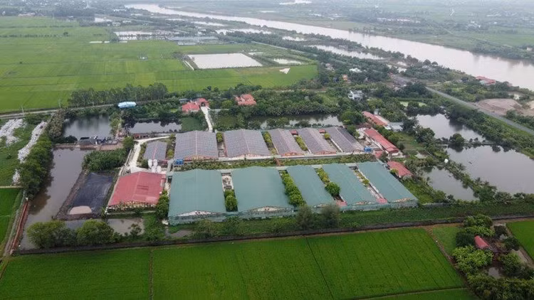 Toàn cảnh trang trại tổng hợp Đông Hòa của Công ty CP Thương mại dịch vụ Đông Á. Ảnh báo Công luận Toàn cảnh trang trại tổng hợp Đông Hòa của Công ty CP Thương mại dịch vụ Đông Á. Ảnh báo Công luận