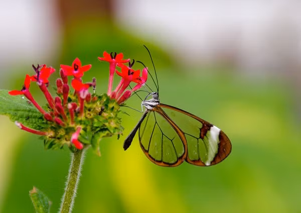 Không giống như những loài bướm khác, khoe ra những sắc màu rực rỡ đẹp đẽ của mình, loài bướm này có đôi cánh như thủy tinh giúp chúng có thể trốn khỏi những kẻ săn mồi. Ảnh khoahoctv Không giống như những loài bướm khác, khoe ra những sắc màu rực rỡ đẹp đẽ của mình, loài bướm này có đôi cánh như thủy tinh giúp chúng có thể trốn khỏi những kẻ săn mồi. Ảnh khoahoctv