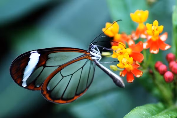 Loài bướm có đôi cánh trong suốt này có tên là Bướm Thủy tinh (Glasswing Butterfly), tên khoa học là (Greta oto), chúng thường được tìm thấy ở các vùng Trung và Bắc của Nam Mỹ (phía cực Bắc ở Texas, Mexico, phía cực Nam ở Chile). Ảnh Internet Loài bướm có đôi cánh trong suốt này có tên là Bướm Thủy tinh (Glasswing Butterfly), tên khoa học là (Greta oto), chúng thường được tìm thấy ở các vùng Trung và Bắc của Nam Mỹ (phía cực Bắc ở Texas, Mexico, phía cực Nam ở Chile). Ảnh Internet