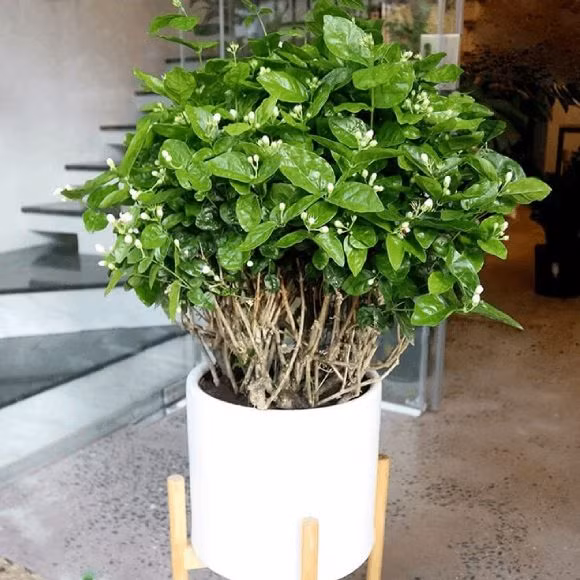Hoa nhài, thảo dược được biết đến chống đầy bụng và làm dịu thần kinh. Ảnh minh họa