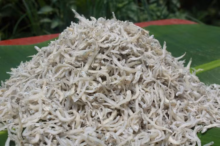 Cá cơm mờm thường có giá rất cao thường gấp hai đến gấp 3 lần các loại cá cơm khác. Ảnh Internet Cá cơm mờm thường có giá rất cao thường gấp hai đến gấp 3 lần các loại cá cơm khác. Ảnh Internet