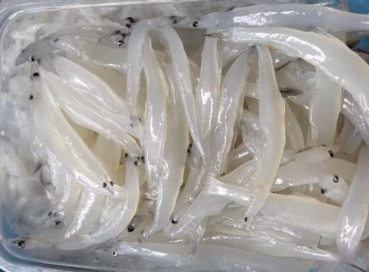Tốt cho mắt: Hàm lượng Vitamin A có trong cá cơm mờm giúp ngăn ngừa các bệnh về mắt, là thành phần thiết yếu giúp đôi mắt sáng khỏe, có tác dụng bảo vệ mắt và tăng cường sức khỏe của niêm mạc, giác mạc. Dưỡng chất vitamin A còn giúp mắt hình thành sắc tố thị giác để thích ứng tốt hơn trong bóng tối. Tốt cho mắt: Hàm lượng Vitamin A có trong cá cơm mờm giúp ngăn ngừa các bệnh về mắt, là thành phần thiết yếu giúp đôi mắt sáng khỏe, có tác dụng bảo vệ mắt và tăng cường sức khỏe của niêm mạc, giác mạc. Dưỡng chất vitamin A còn giúp mắt hình thành sắc tố thị giác để thích ứng tốt hơn trong bóng tối.