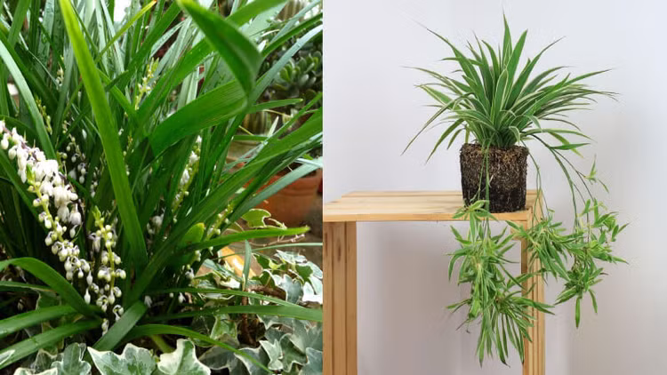 Cây cỏ lan chi thể hiện sự kiên trì và phát triển mang đến may mắn và tài lộc cho gia chủ. Ảnh minh họa Cây cỏ lan chi thể hiện sự kiên trì và phát triển mang đến may mắn và tài lộc cho gia chủ. Ảnh minh họa