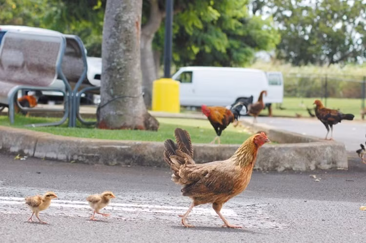 Những chú gà hoang đã trở thành một phần không thể thiếu trong trải nghiệm Kauai của du khách. Mặc dù người bản địa nhiều lúc cảm thấy đau đầu nhưng khách du lịch lại phát cuồng vì chúng. Những chú gà hoang đã trở thành một phần không thể thiếu trong trải nghiệm Kauai của du khách. Mặc dù người bản địa nhiều lúc cảm thấy đau đầu nhưng khách du lịch lại phát cuồng vì chúng.