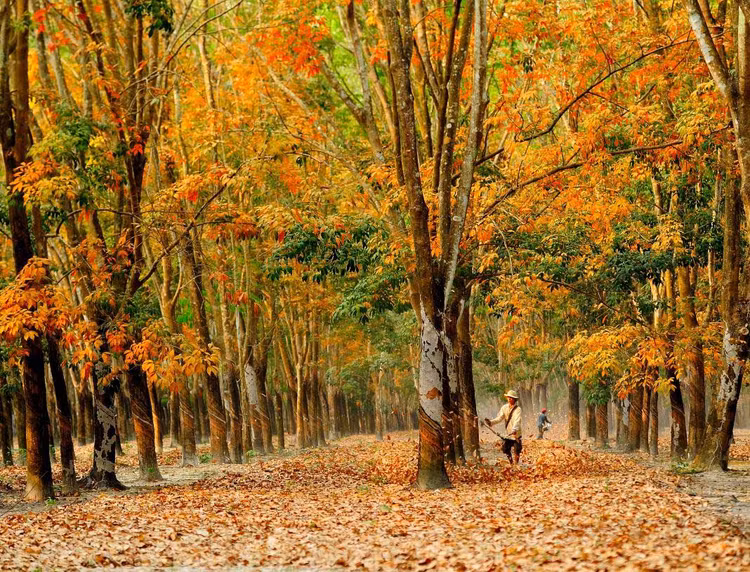 Rừng cao su bắt đầu thay lá từ cuối tháng 12 năm trước cho đến tầm tháng 3 năm sau, nhưng trong khoảng thời gian tháng 1, tháng 2 là thời điểm lý tưởng nhất để du khách và những người "săn ảnh" tìm về. Bởi lúc này, lá còn nhiều và khung cảnh cũng mộng thơ, tràn trề sức sống hơn bao giờ hết. Ảnh Ngô Vĩnh Phú
