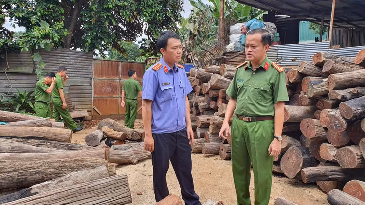 Lực lượng chức năng kiểm đếm số lượng gỗ lậu tại Công ty TNHH TMDV gỗ Phương Tây Nguyên.