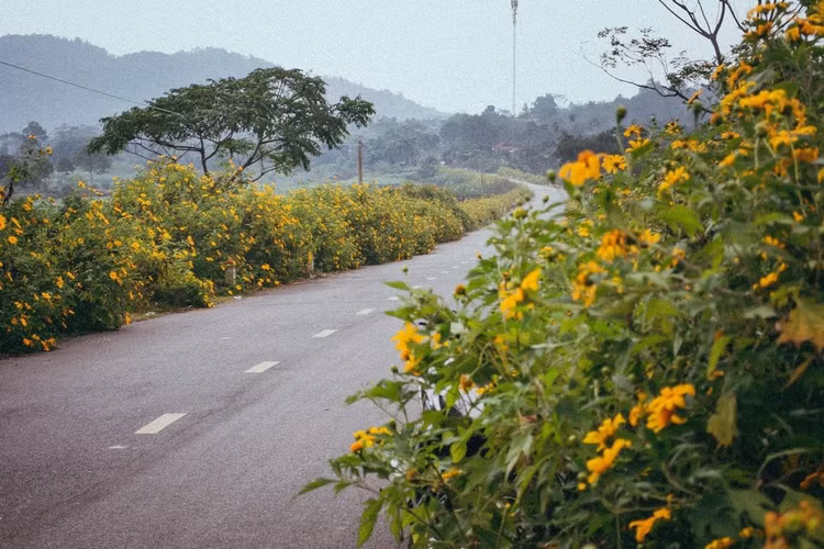 Ảnh 2. Vườn quốc gia Ba Vì là địa điểm săn hoa dã quỳ thu hút du khách. Nguồn ảnh: Ngô Sinh Tùng Ảnh 2. Vườn quốc gia Ba Vì là địa điểm săn hoa dã quỳ thu hút du khách. Nguồn ảnh: Ngô Sinh Tùng