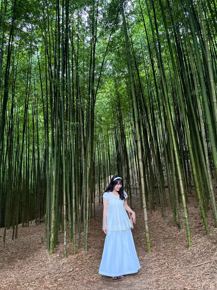 Rừng trúc ở bản Nả Háng Tủa Rừng trúc ở bản Nả Háng Tủa
