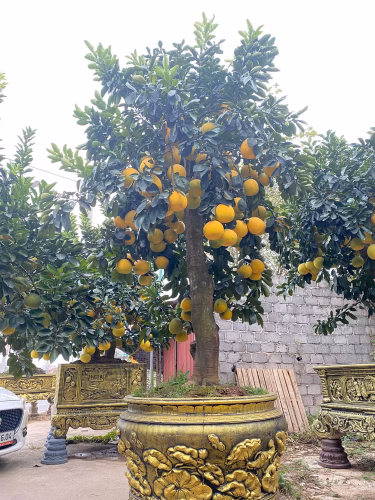 Ngam buoi canh triu trit qua cho khach “ruoc” ve choi Tet 2025
