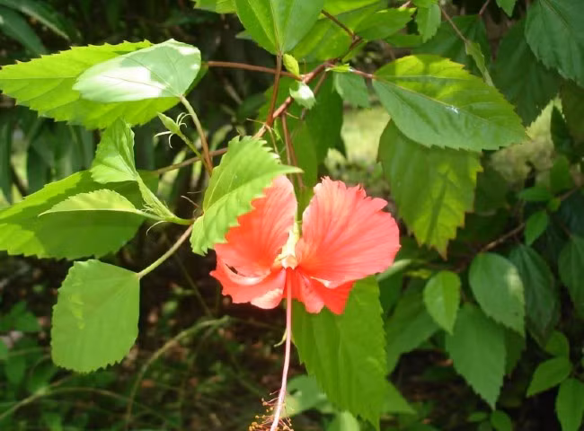 Cay dai moc hang rao hoa “mo vang”, dan pho thi nhau lung mua-Hinh-8