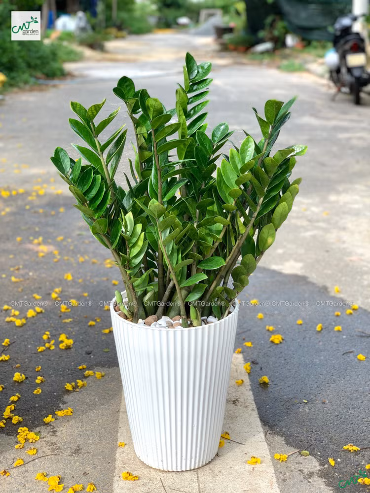 6 loai cay nen trong trong nha de “tien vao nhu nuoc“-Hinh-8