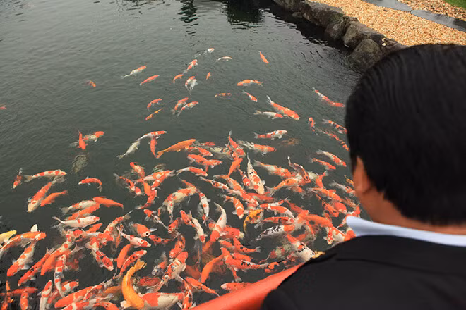 Mê mẩn hồ cá Koi 20 tỷ độc nhất vô nhị của đại gia Thái Nguyên - Hình 6 Me man ho ca Koi 20 ty doc nhat vo nhi cua dai gia Thai Nguyen-Hinh-6