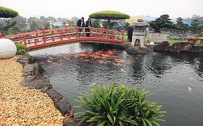 Mê mẩn hồ cá Koi 20 tỷ độc nhất vô nhị của đại gia Thái Nguyên Me man ho ca Koi 20 ty doc nhat vo nhi cua dai gia Thai Nguyen
