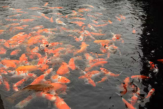 Mê mẩn hồ cá Koi 20 tỷ độc nhất vô nhị của đại gia Thái Nguyên - Hình 7 Me man ho ca Koi 20 ty doc nhat vo nhi cua dai gia Thai Nguyen-Hinh-7