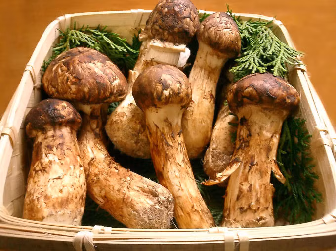 Loại nấm gần 50 triệu/kg có gì khiến nhà giàu đổ xô săn lùng? - Hình 6