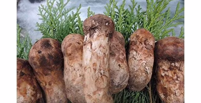 Loại nấm gần 50 triệu/kg có gì khiến nhà giàu đổ xô săn lùng? - Hình 10