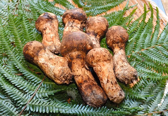 Nhin tuong “cuc dat”, ai ngo la “cay nha vang” 50 trieu/kg-Hinh-4