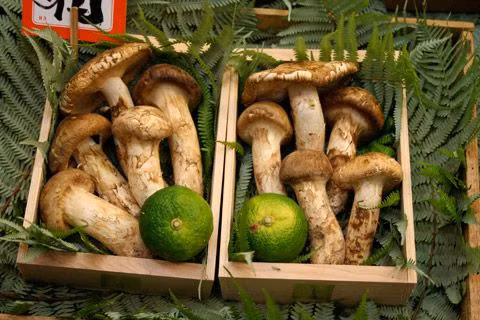 Nhin tuong “cuc dat”, ai ngo la “cay nha vang” 50 trieu/kg-Hinh-5