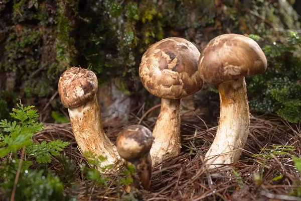 Nhin tuong “cuc dat”, ai ngo la “cay nha vang” 50 trieu/kg