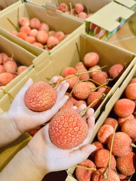 Tận mục giống vải “khổng lồ” hơn 200.000 đồng/kg vẫn cháy hàng - Hình 9 Tan muc giong vai “khong lo” hon 200.000 dong/kg van chay hang-Hinh-9