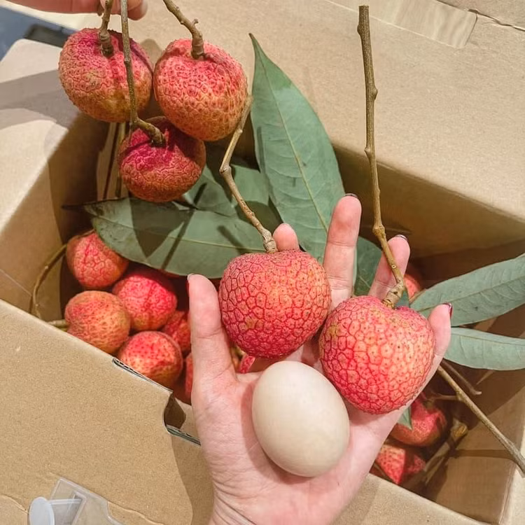 Tận mục giống vải “khổng lồ” hơn 200.000 đồng/kg vẫn cháy hàng - Hình 2 Tan muc giong vai “khong lo” hon 200.000 dong/kg van chay hang-Hinh-2