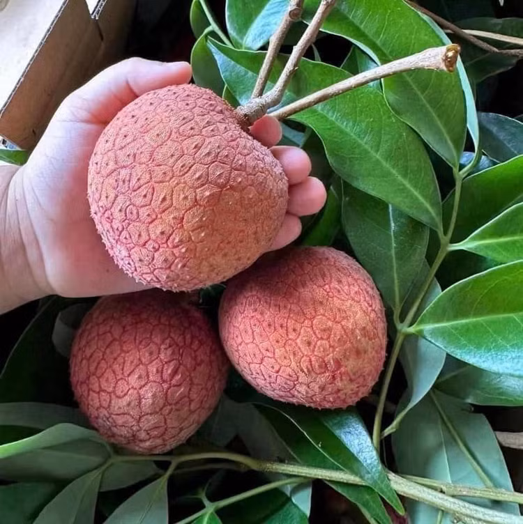 Tận mục giống vải “khổng lồ” hơn 200.000 đồng/kg vẫn cháy hàng - Hình 3 Tan muc giong vai “khong lo” hon 200.000 dong/kg van chay hang-Hinh-3
