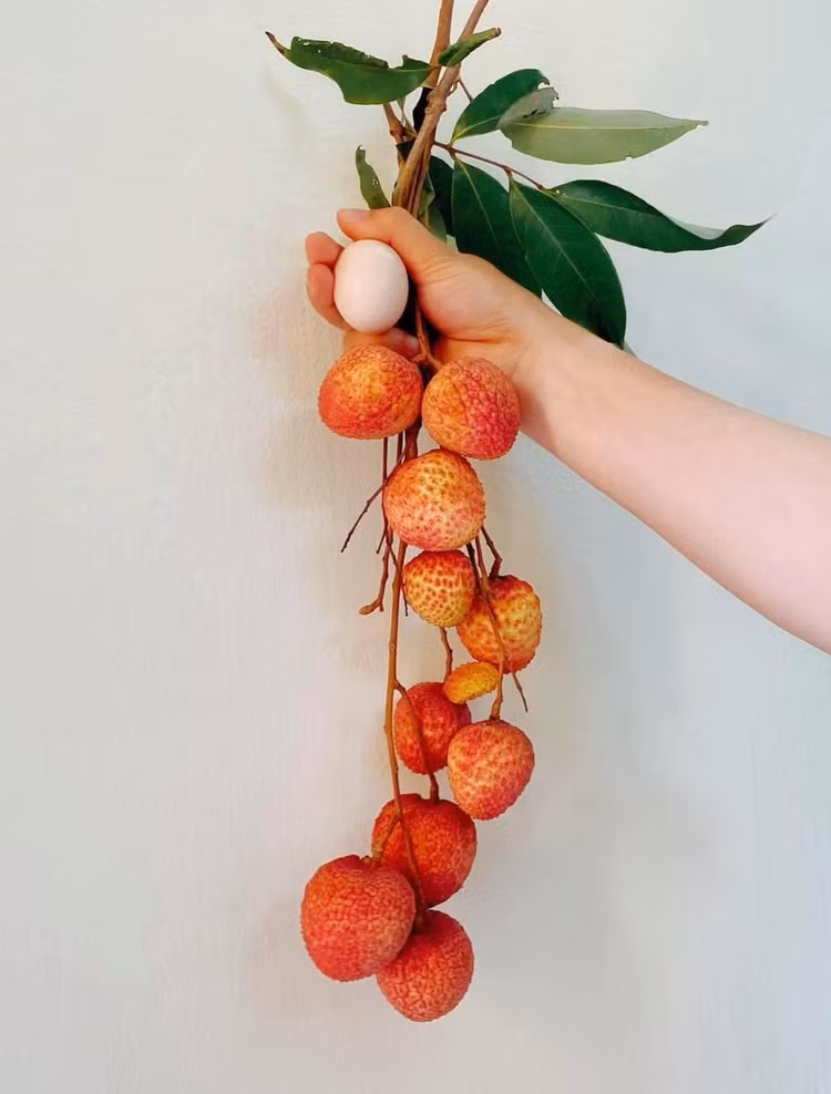 Tận mục giống vải “khổng lồ” hơn 200.000 đồng/kg vẫn cháy hàng - Hình 4 Tan muc giong vai “khong lo” hon 200.000 dong/kg van chay hang-Hinh-4