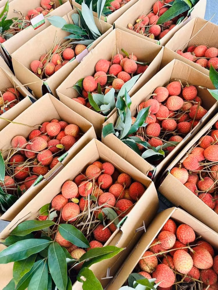 Tận mục giống vải “khổng lồ” hơn 200.000 đồng/kg vẫn cháy hàng - Hình 11 Tan muc giong vai “khong lo” hon 200.000 dong/kg van chay hang-Hinh-11