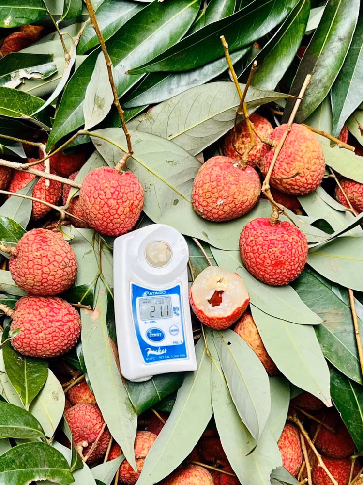 Tận mục giống vải “khổng lồ” hơn 200.000 đồng/kg vẫn cháy hàng - Hình 5 Tan muc giong vai “khong lo” hon 200.000 dong/kg van chay hang-Hinh-5
