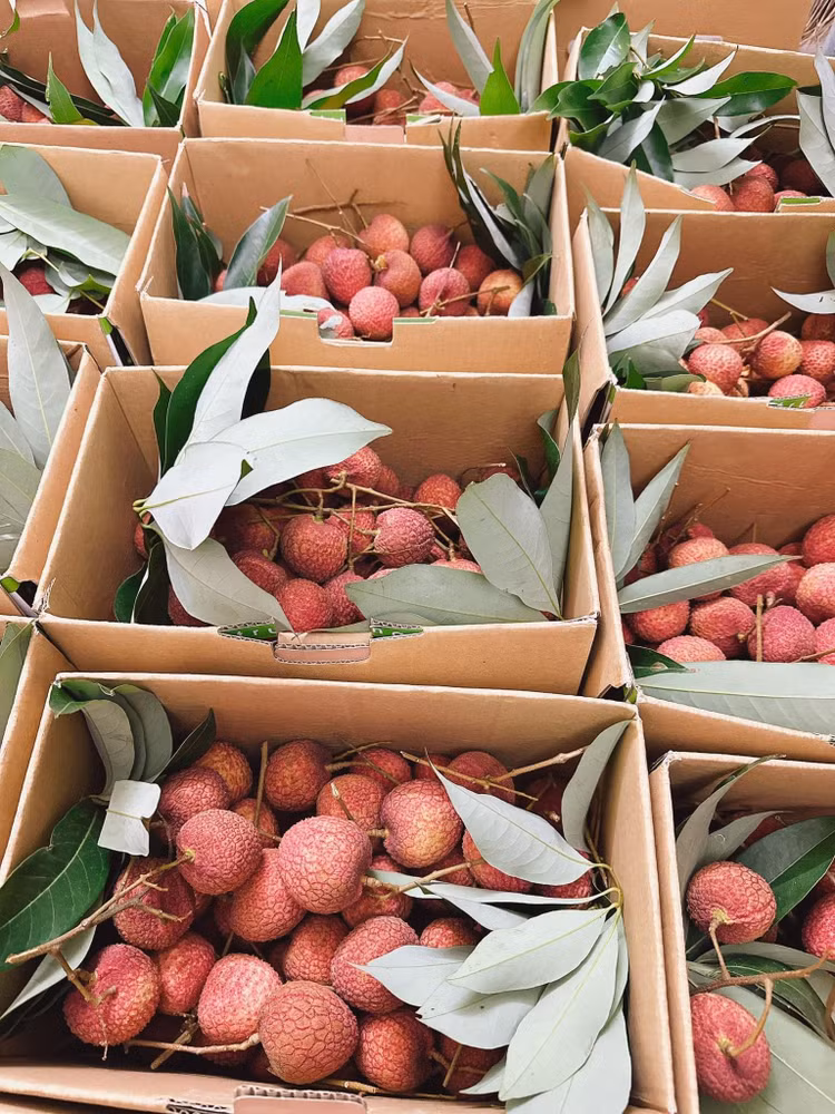 Tận mục giống vải “khổng lồ” hơn 200.000 đồng/kg vẫn cháy hàng - Hình 7 Tan muc giong vai “khong lo” hon 200.000 dong/kg van chay hang-Hinh-7