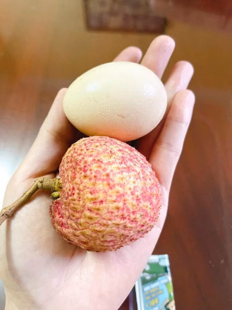 Tận mục giống vải “khổng lồ” hơn 200.000 đồng/kg vẫn cháy hàng Tan muc giong vai “khong lo” hon 200.000 dong/kg van chay hang