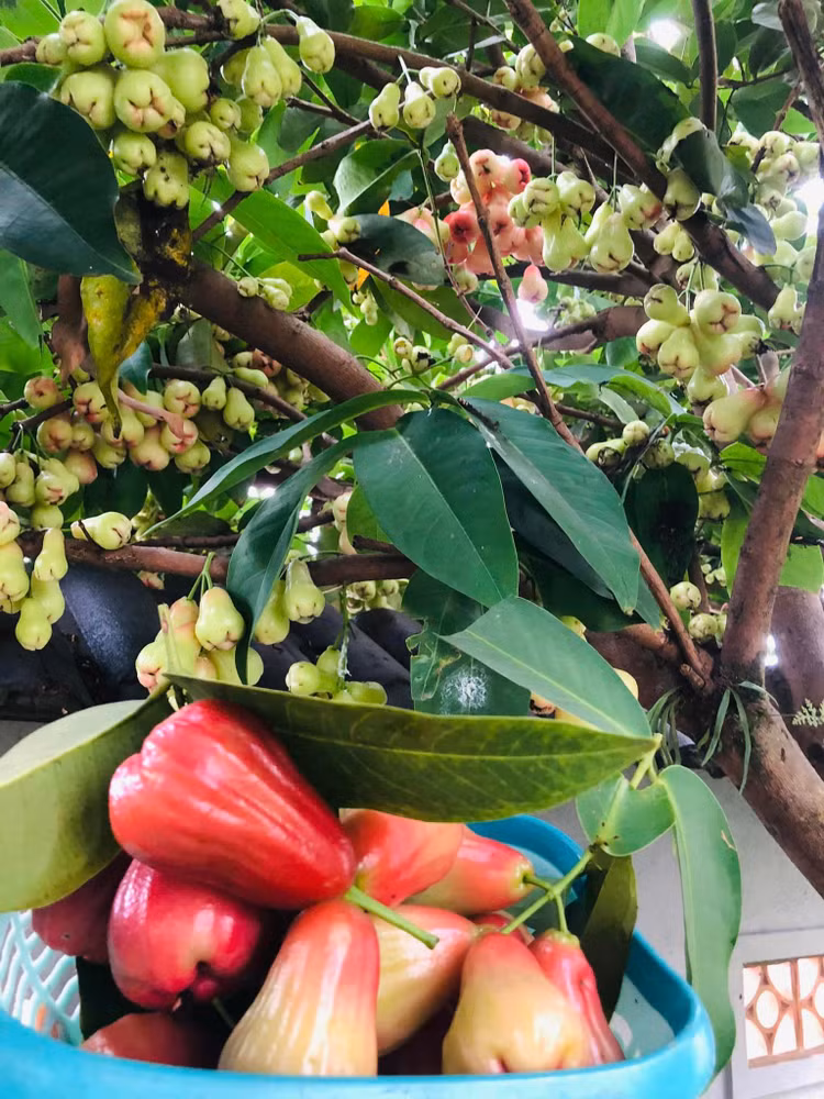 Co ngoi xanh muot cua Vy Oanh va chong dai gia o Da Lat-Hinh-5