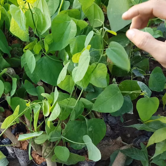Bat ngo loai rau moc dai o Viet Nam nay xuat khau di My-Hinh-8