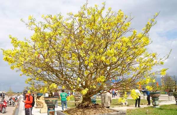 Chiem nguong mai vang sieu dep don Tet Giap Thin 2024-Hinh-2