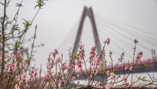 Ghé thăm vườn đào Nhật Tân nhộn nhịp ngày cận Tết - Hình 7 Ghe tham vuon dao Nhat Tan nhon nhip ngay can Tet-Hinh-7