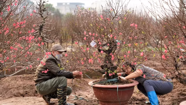 Ghé thăm vườn đào Nhật Tân nhộn nhịp ngày cận Tết - Hình 10 Ghe tham vuon dao Nhat Tan nhon nhip ngay can Tet-Hinh-10