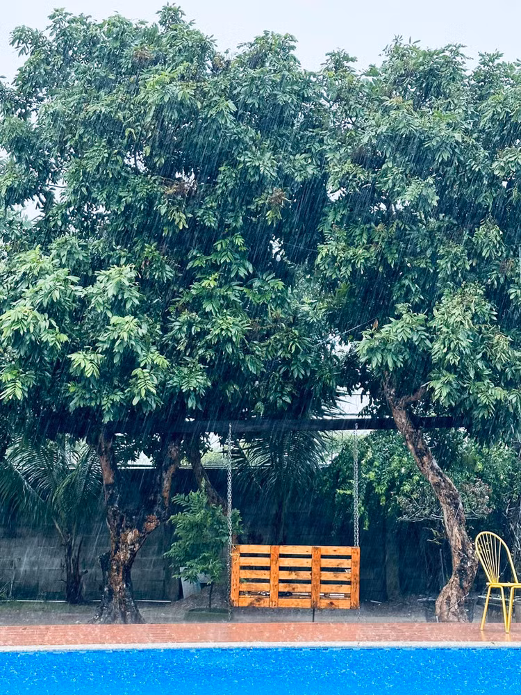 Xuyt xoa nha vuon rong nhu biet phu cua ca si My Tam-Hinh-8