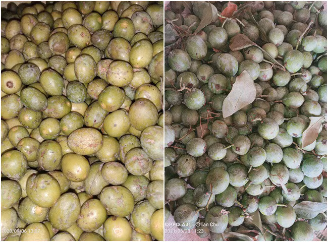 3 loại quả xưa “rụng đầy gốc” giờ thành đặc sản “đắt như vàng“ - Hình 10 3 loai qua xua “rung day goc” gio thanh dac san “dat nhu vang“-Hinh-10