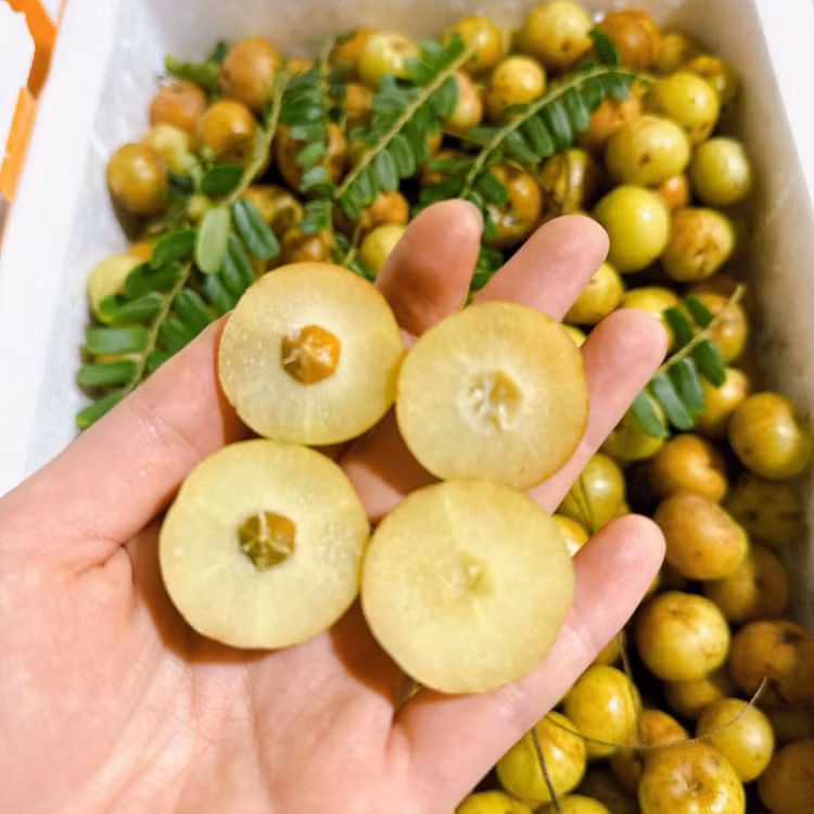 3 loại quả xưa “rụng đầy gốc” giờ thành đặc sản “đắt như vàng“ - Hình 6 3 loai qua xua “rung day goc” gio thanh dac san “dat nhu vang“-Hinh-6