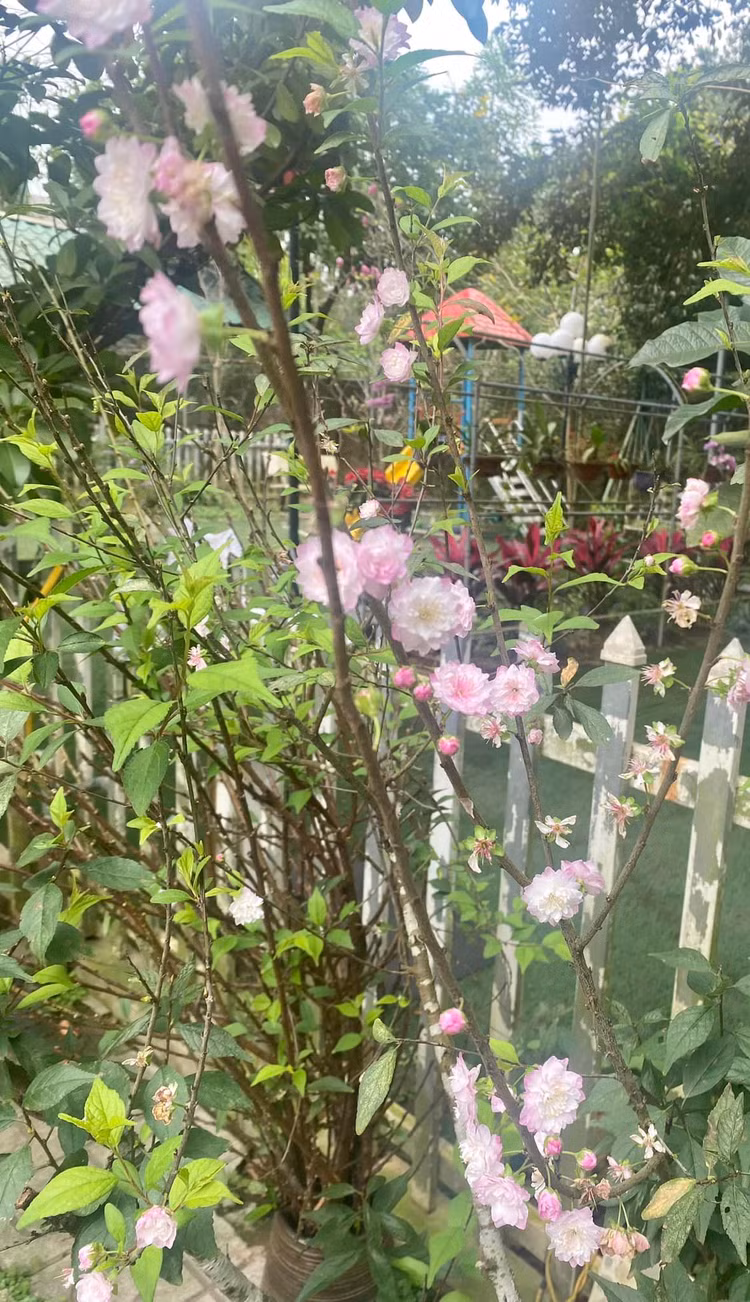 Khu vuon ruc sac hoa trong biet thu 1.000m2 cua NSND Thanh Hoa-Hinh-2